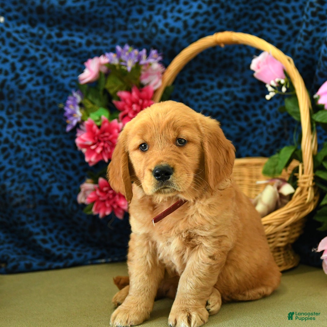 Golden Retriever dogs for sale: Ludwig - Listing for pets: Lilly, Linda, Lizzy, Lex, Ludwig - Image 3
