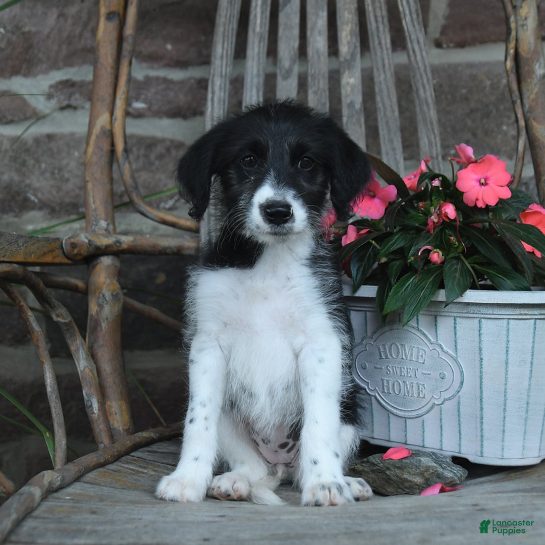 German Shorthaired Pointer dogs for sale: Abaska - Image 2