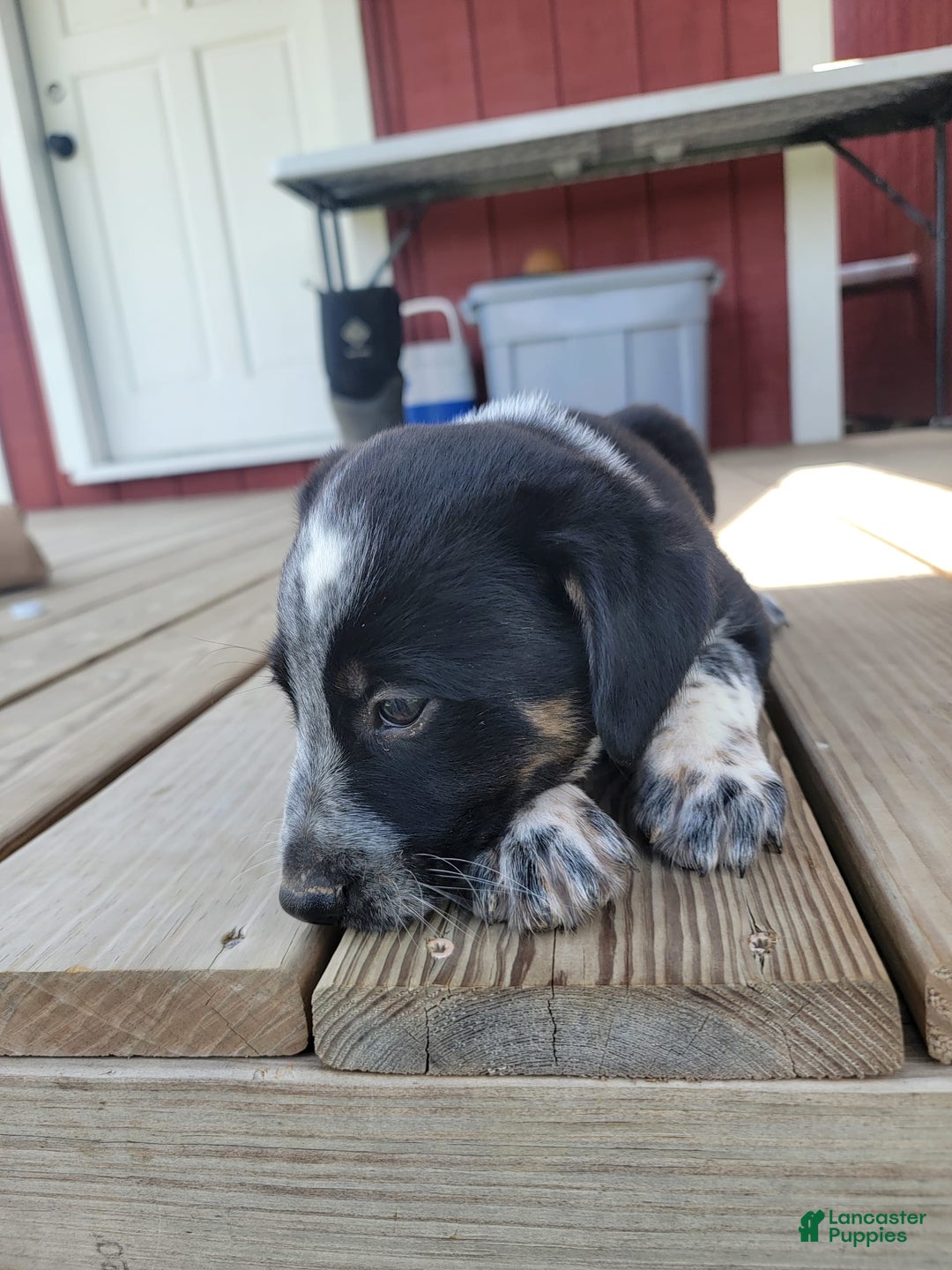 Australian Cattle Dog dogs for sale: Australian Cattle Dog 7 puppies - Image 6