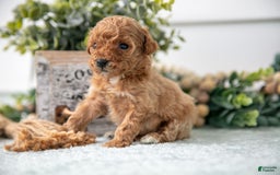 Miniature Poodle dogs for sale: Captain - Image 1