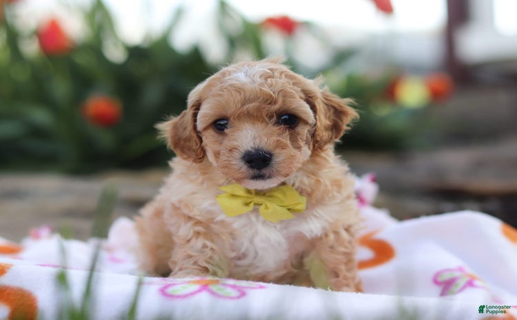 Miniature Poodle dogs for sale - Ad 3