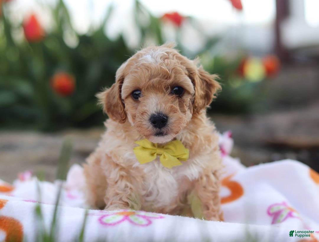 Miniature Poodle dogs for sale: Jazz - Image 1