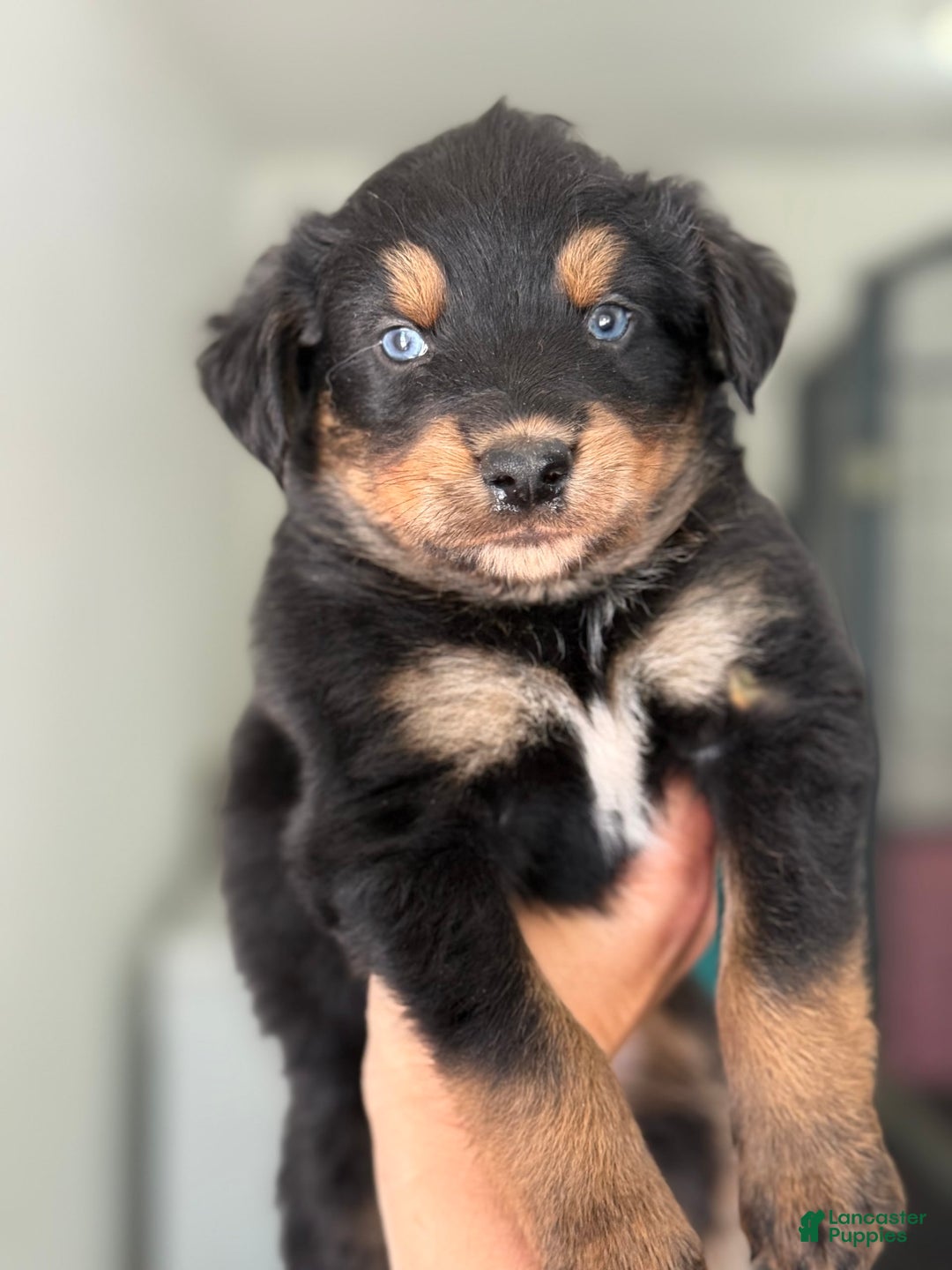 Australian Shepherd dogs for sale: Mikoh - Image 2