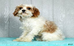 Cavapoo dogs for sale: Bruno - Image 10
