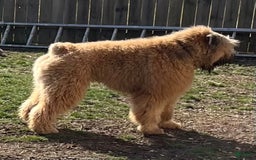 Bouvier Des Flandres dogs for sale: Desert Diamonds Prowling Lion - Image 2