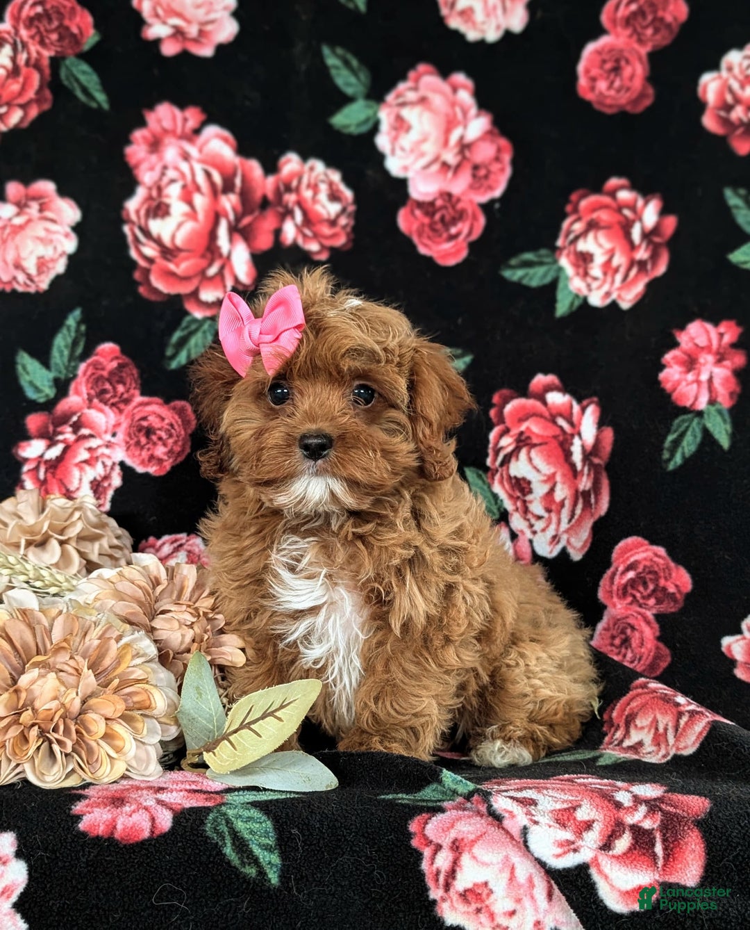 Cockapoo dogs for sale: Cassandra Hypoallergenic - Image 10