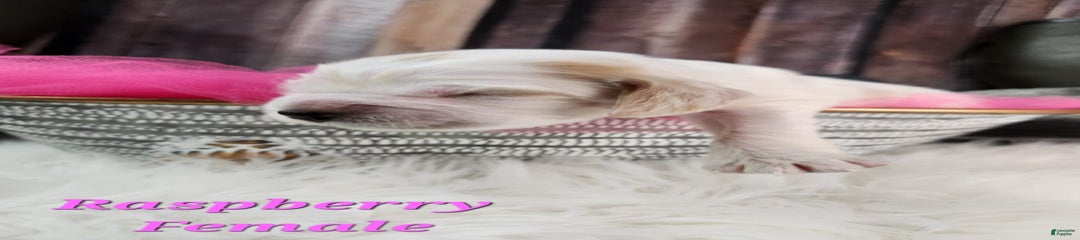 Raspberry