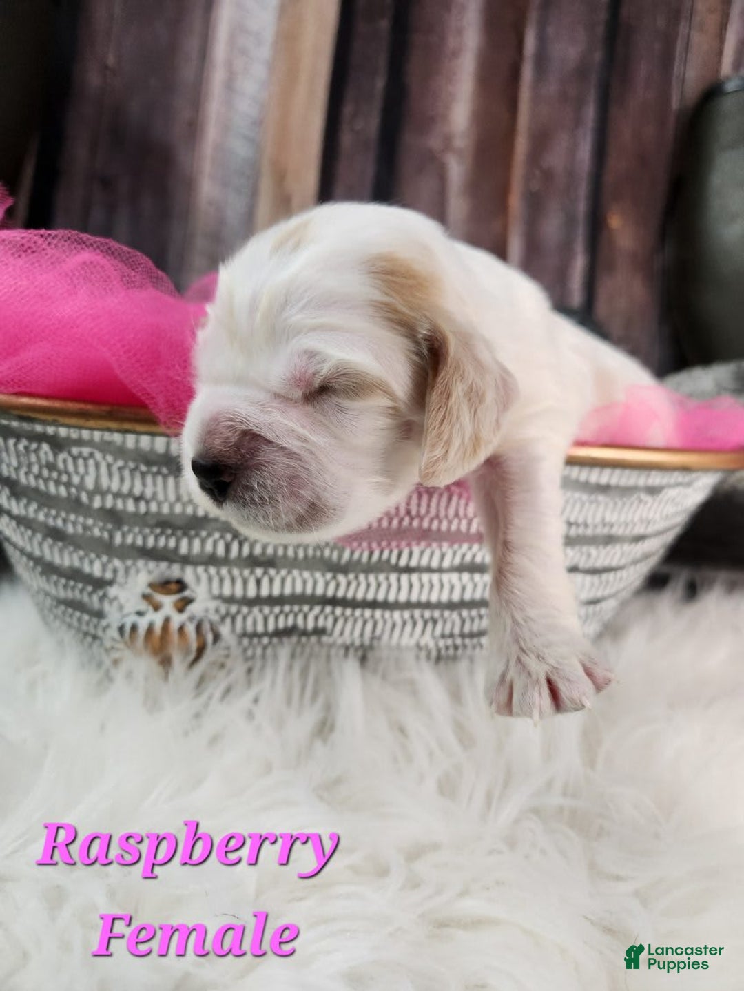 English Springer Spaniel dogs for sale: Raspberry - Image 2