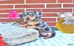 Miniature Dachshund dogs for sale: Trisha - Image 3