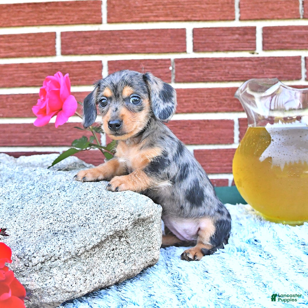 Miniature Dachshund dogs for sale: Trisha - Image 3