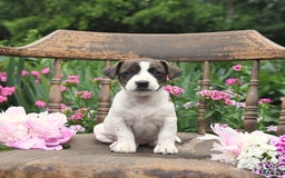 Jack Russell Terrier dogs for sale: Brian - Image 3