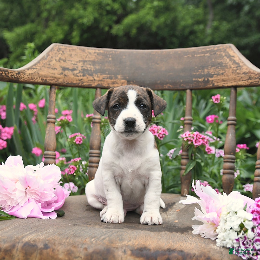 Jack Russell Terrier dogs for sale: Brian - Image 3