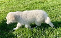 Maremma Sheepdog dogs for sale: Gem - Image 3