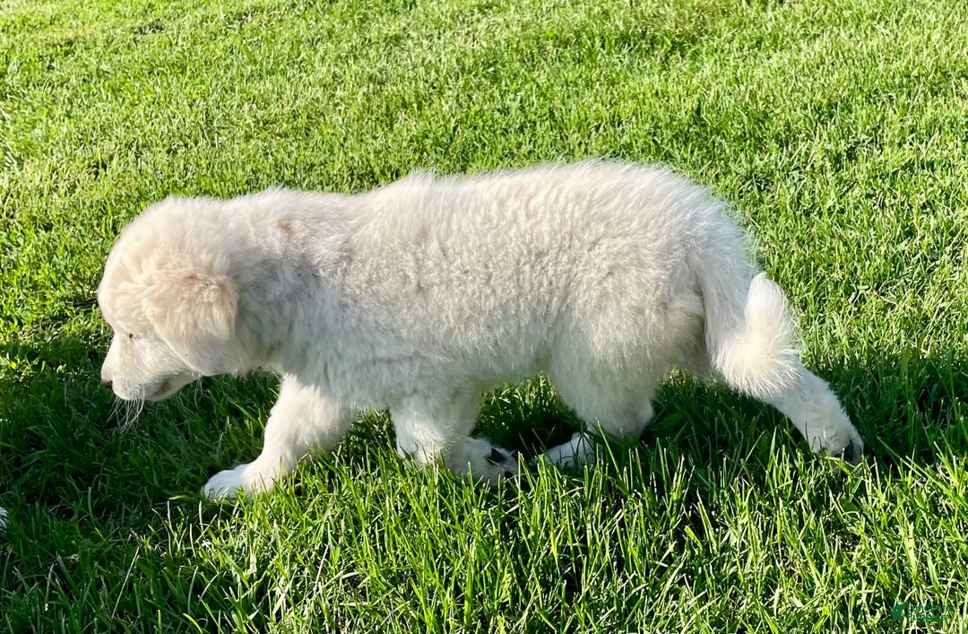 Maremma Sheepdog dogs for sale: Gem - Image 3
