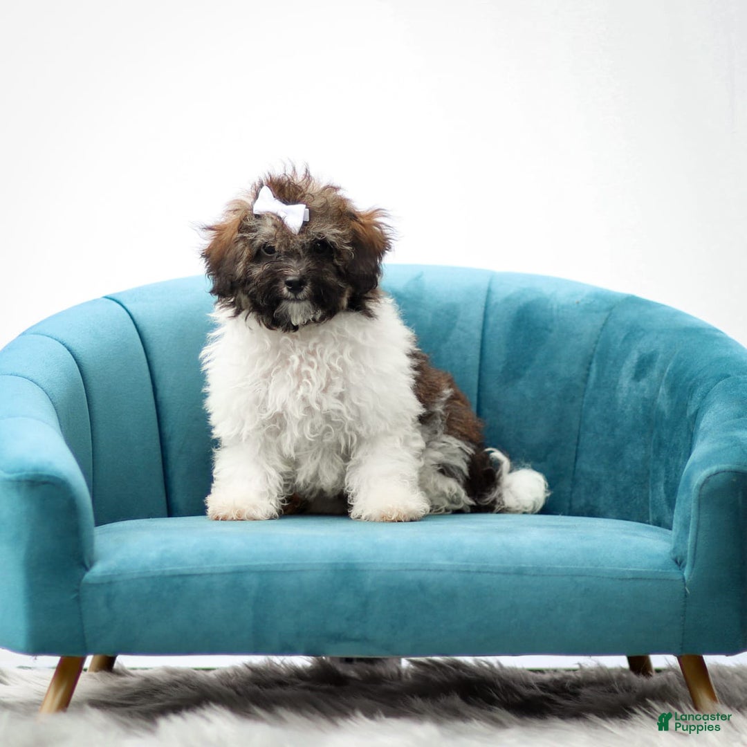 Miniature Poodle dogs for sale: Loki - Image 1