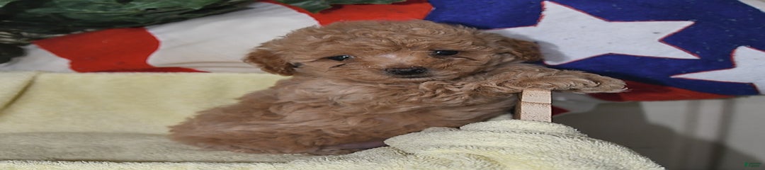 Fifi