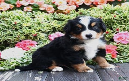 Bernese Mountain Dog dogs for sale: Indigo - Image 1