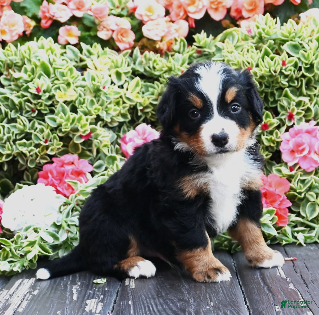 Bernese Mountain Dog dogs for sale: Indigo - Image 1