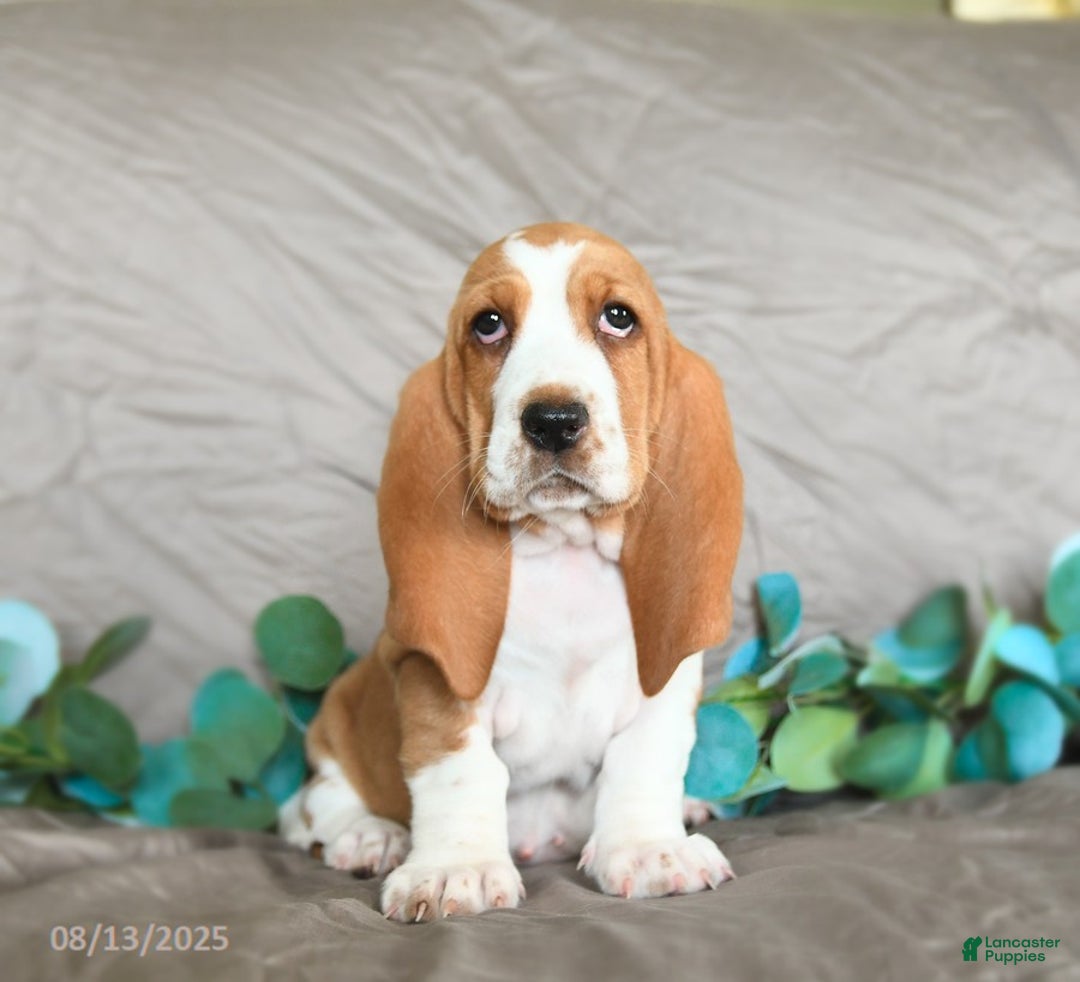 Basset Hound dogs for sale: Sarie - Image 5