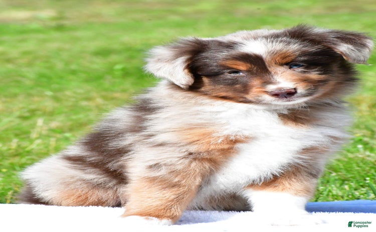Australian Terrier dogs - Advert 4