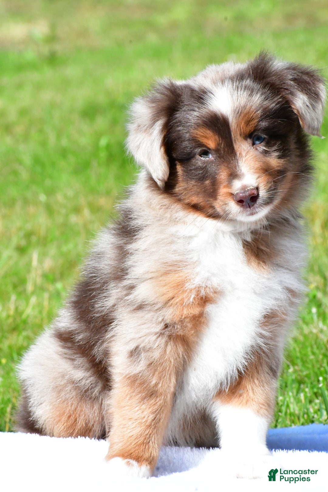 Miniature Australian Shepherd dogs for sale: Neal - Image 7