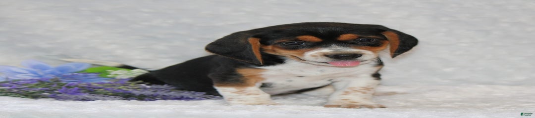 Winston