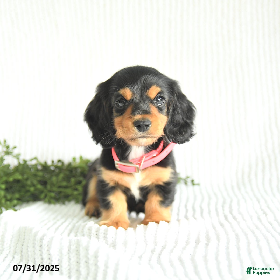 Miniature Dachshund dogs for sale: Daisy - Image 4