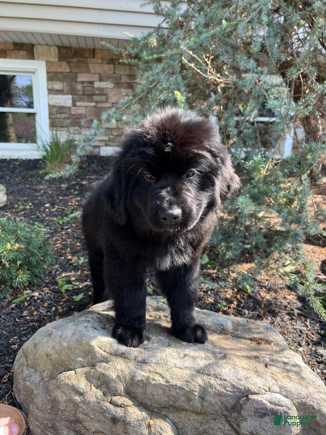 Newfoundland dogs for sale: Amara - Image 2