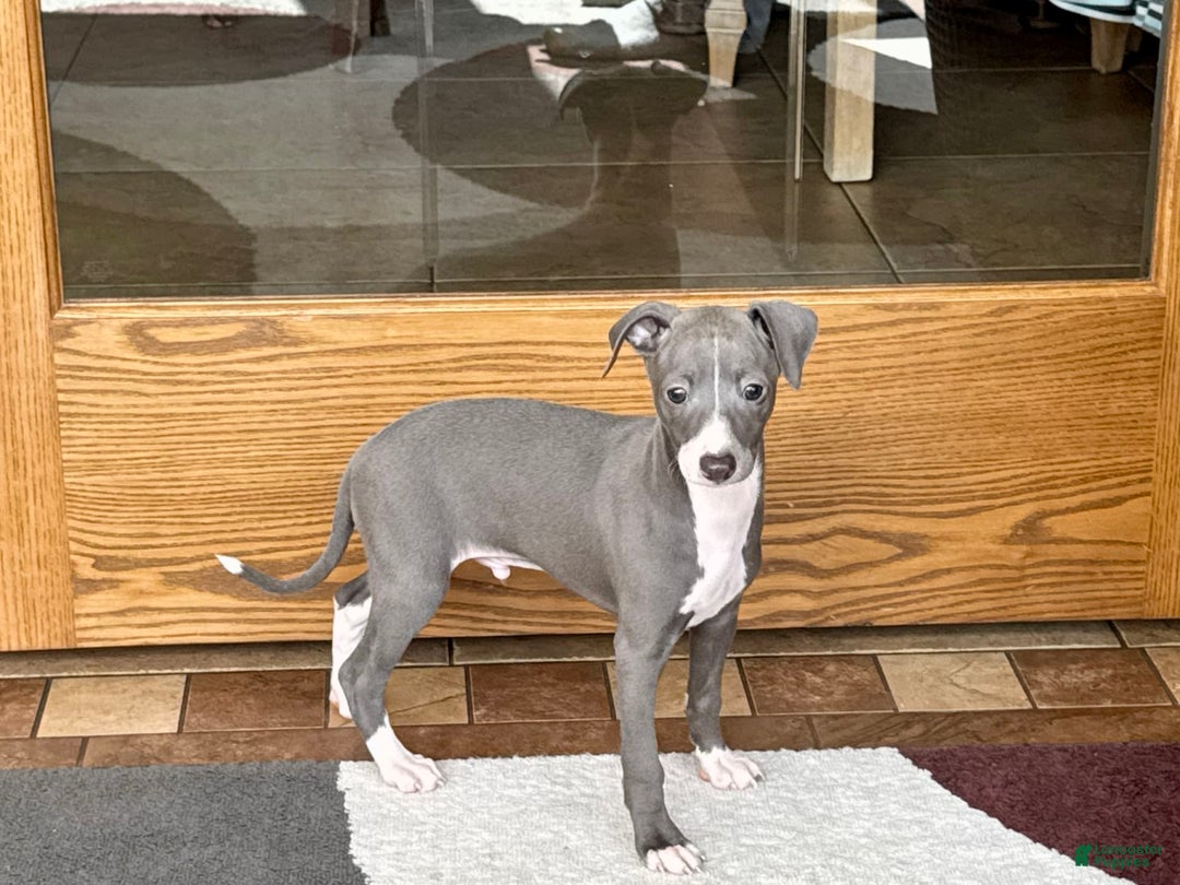 Italian Greyhound dogs for sale: Pj - Image 9