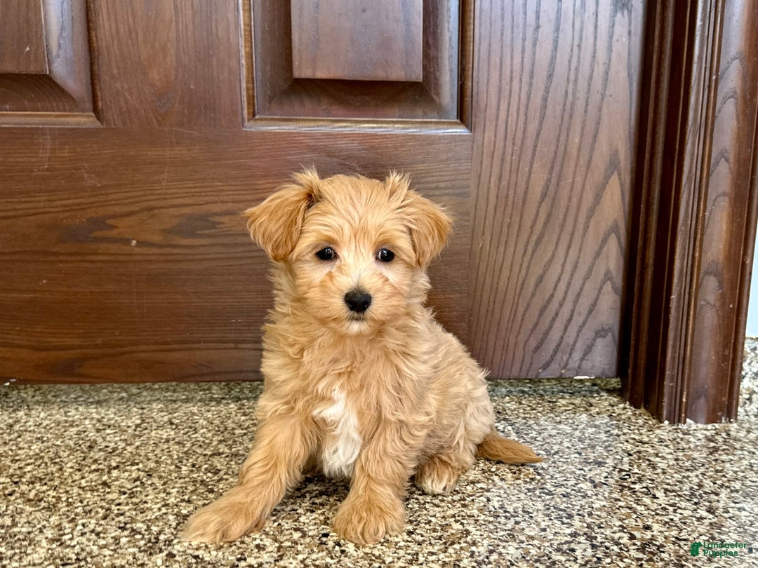 Maltipoo dogs for sale: Frankie - Image 10
