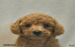 Toy Poodle dogs for sale: Jojo - Image 2