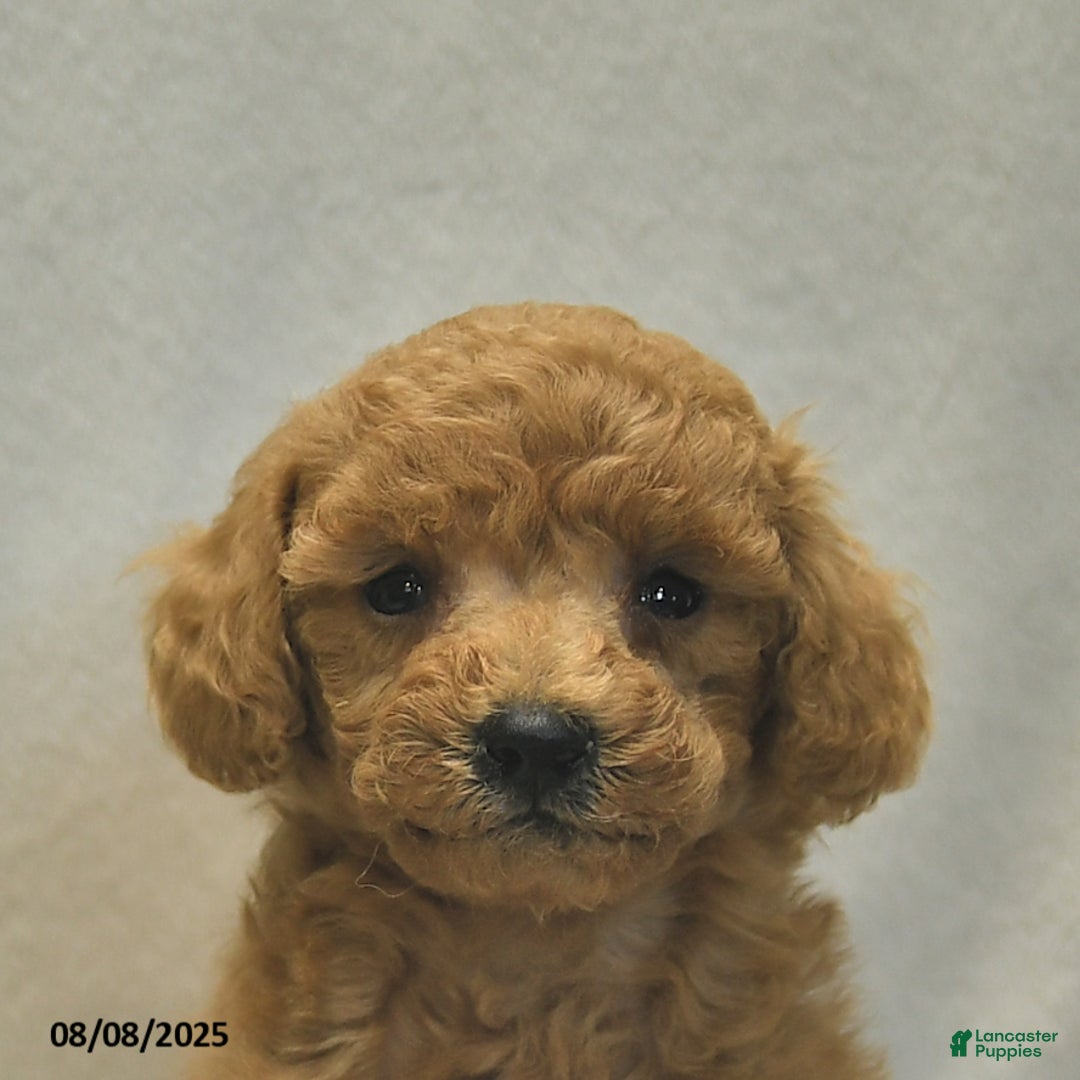 Toy Poodle dogs for sale: Jojo - Image 2