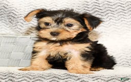 Yorkshire Terrier dogs for sale: Angie - Image 1