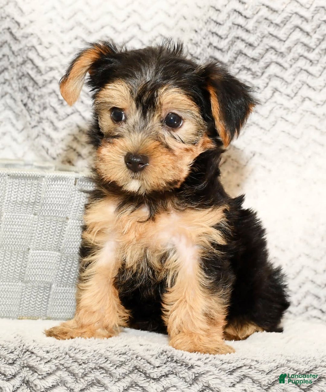 Yorkshire Terrier dogs for sale: Angie - Image 1
