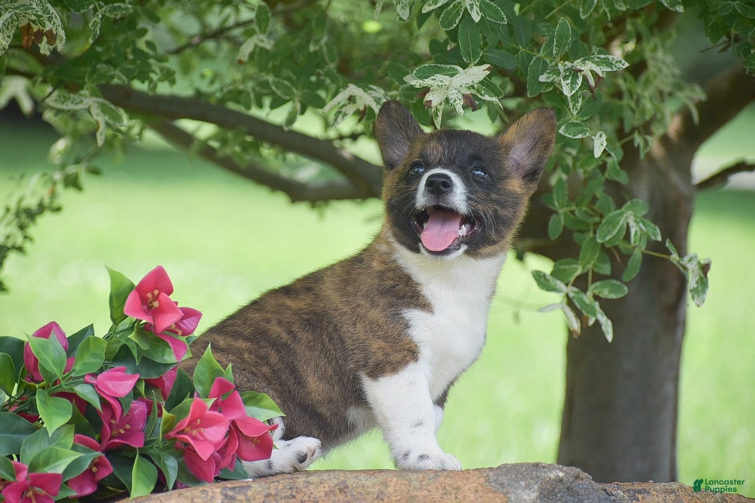 Welsh Corgi Pembroke dogs for sale: Ruby - Image 1