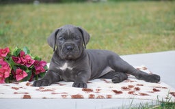 Cane Corso dogs for sale: Reba - Image 4