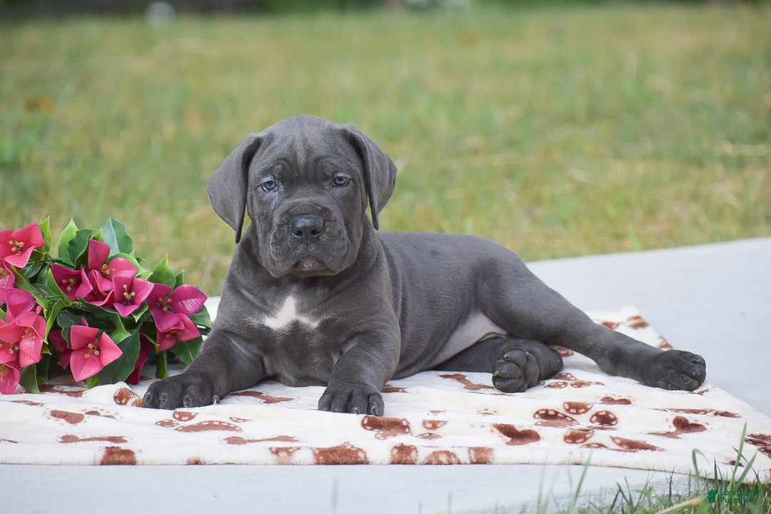 Cane Corso dogs for sale: Reba - Image 4