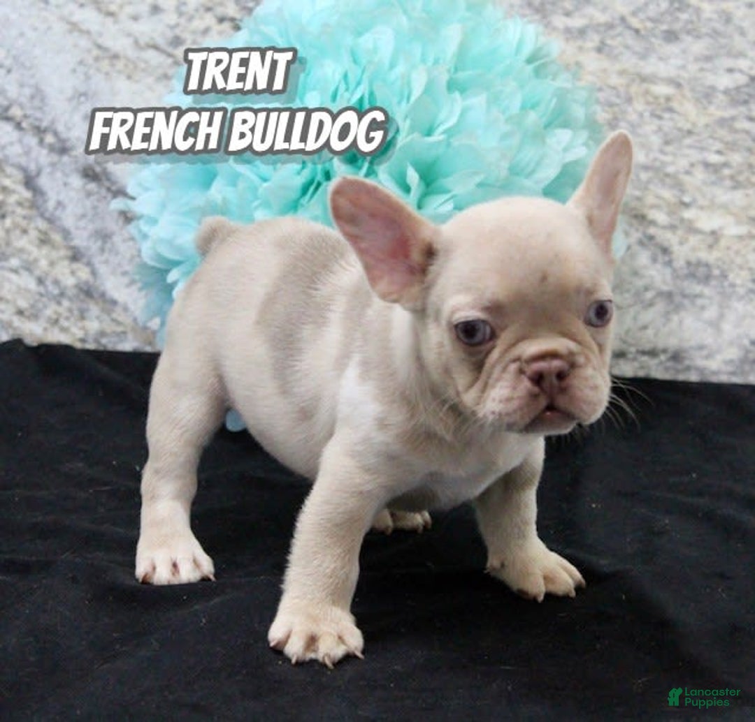 French Bulldog dogs for sale: French Bulldog 4 puppies - Image 1