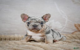 French Bulldog dogs for sale: Raven - Image 8