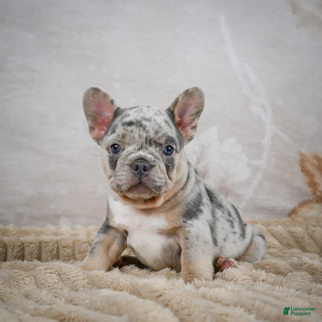 French Bulldog dogs for sale: Raven - Image 8