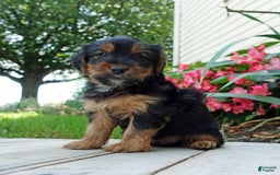 Yorkshire Terrier dogs for sale: Tucker - Image 7