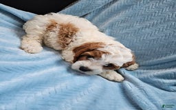 Cavapoo dogs for sale: Cole - Image 1