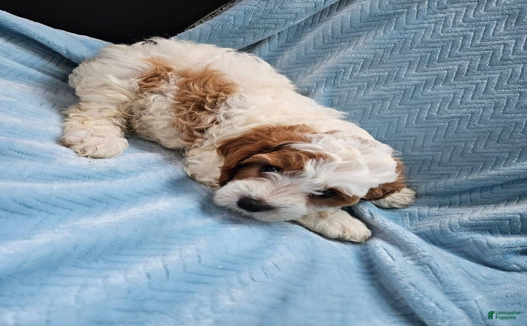 Cavapoo dogs for sale - Ad 2