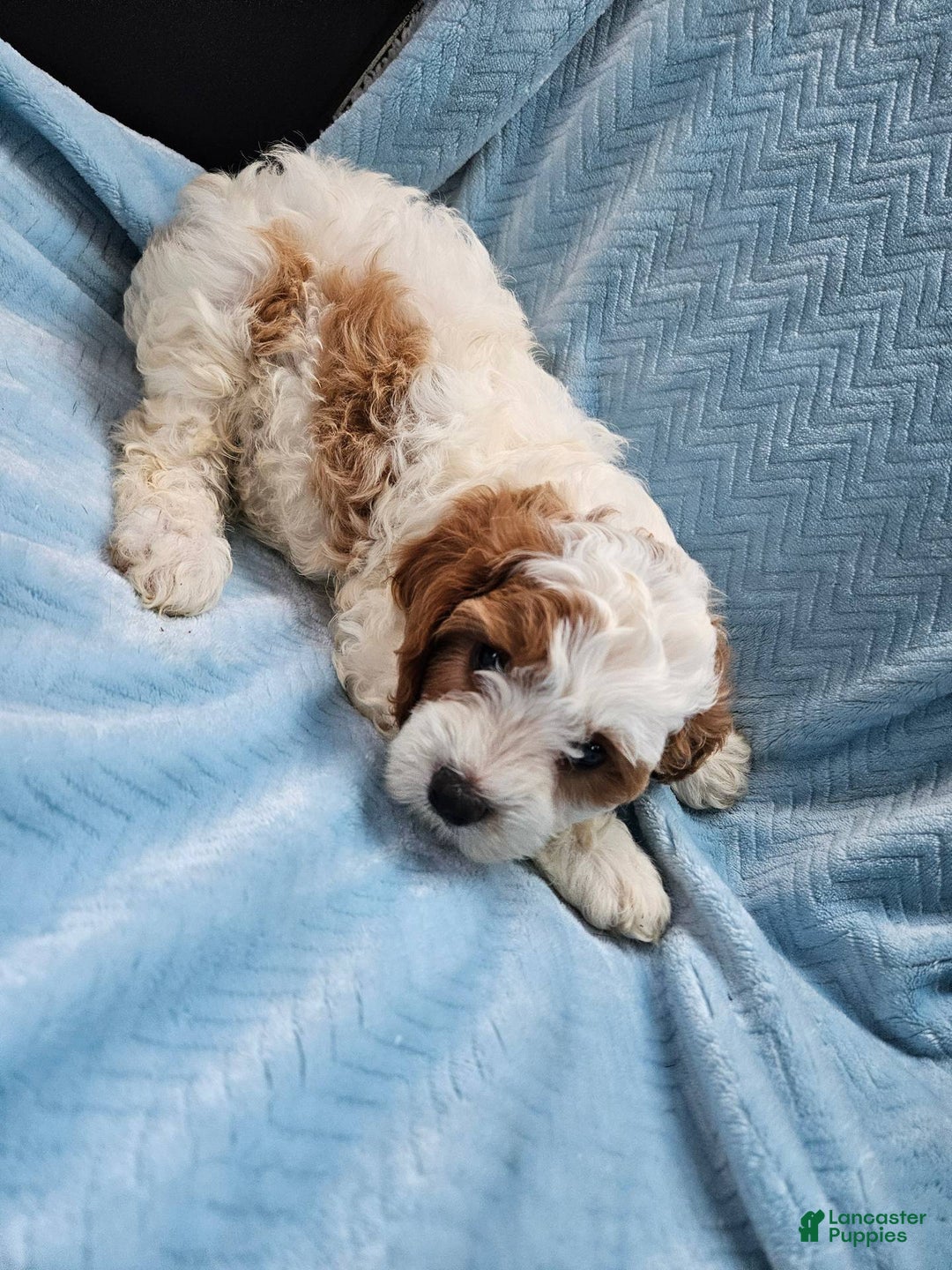 Cavapoo dogs for sale: Cole - Image 1