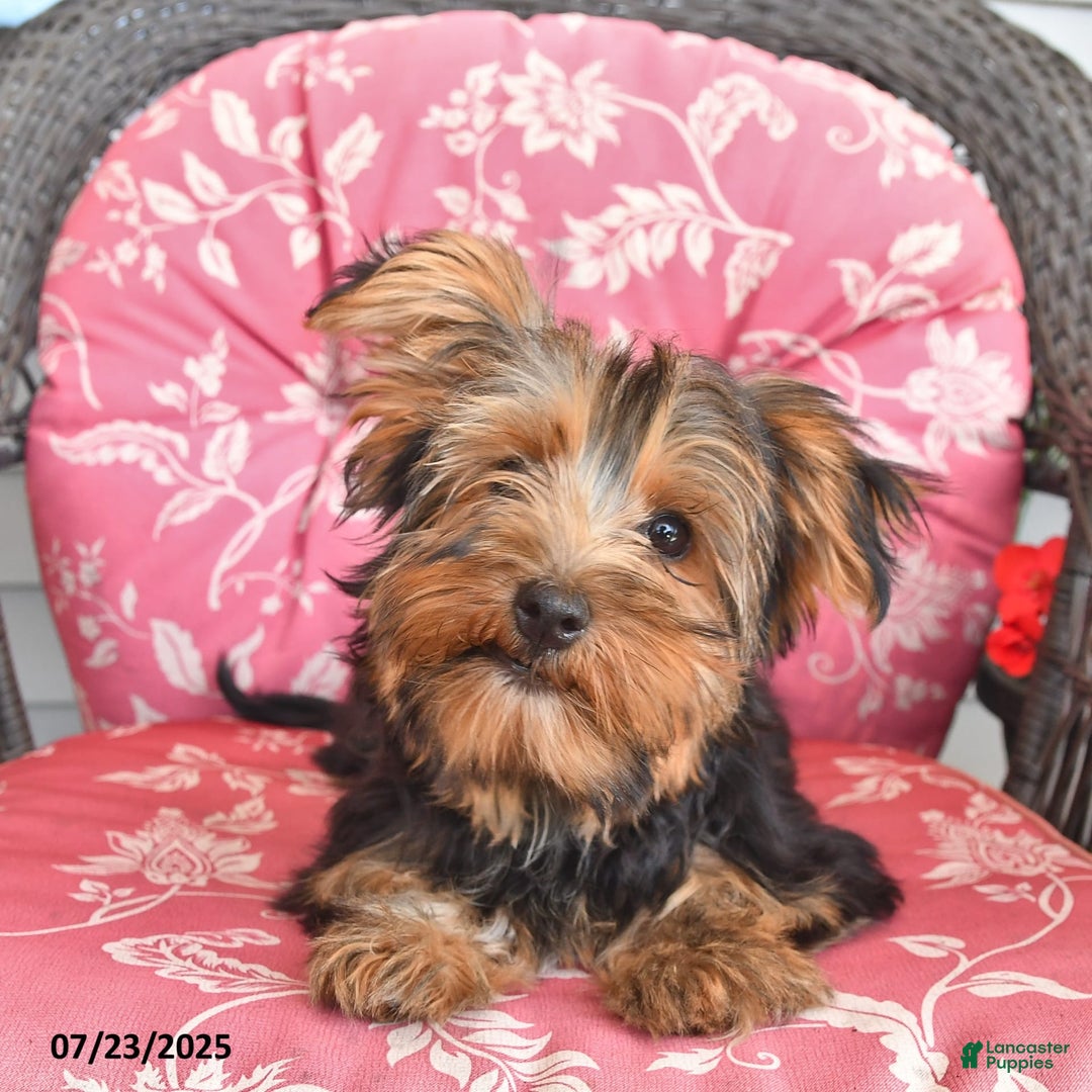 Yorkshire Terrier dogs for sale: Lilac - Image 7