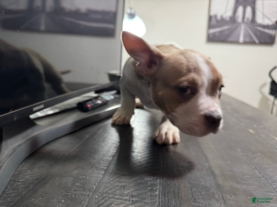 American Bully dogs for sale: Jack - Image 3