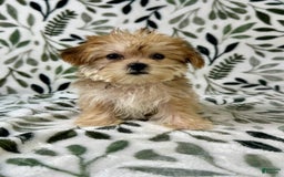 Shorkie dogs for sale: Labubu - Image 3