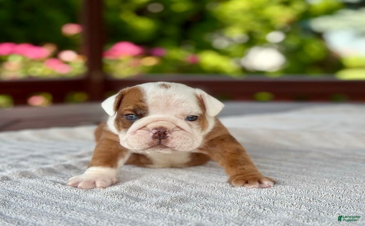 English Bulldog dogs for sale - Ad 4