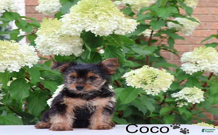 Yorkshire Terrier dogs for sale - Ad 5