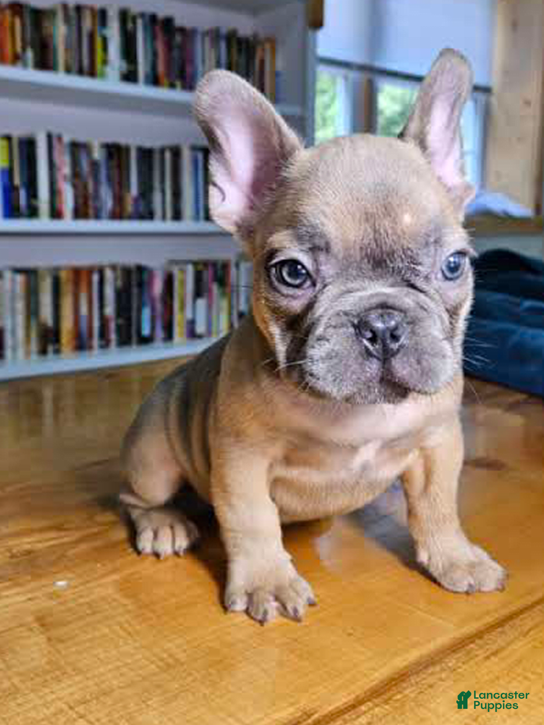 French Bulldog dogs for sale: Bully - Image 1